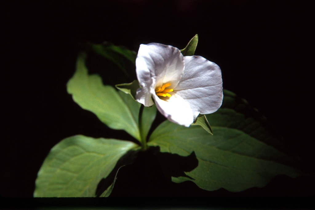 Trillium 1.jpg